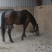 Fuldblod (XX) Frk. Stjerneskud †9.5.05