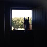 Anden særlig race Mille