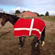 DSP Lintrupgaards bella (Bella)