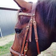 DSP Lintrupgaards bella (Bella)