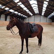 DSP Lintrupgaards bella (Bella)