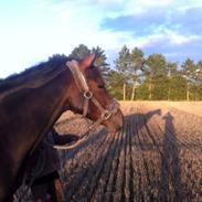 DSP Lintrupgaards bella (Bella)