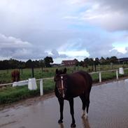 DSP Lintrupgaards bella (Bella)