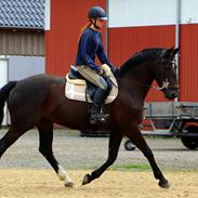 Anden særlig race Bessie