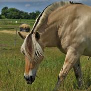 Fjordhest Østerskovs knirke<3