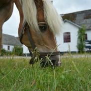 Haflinger Cigga