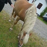 Haflinger Cigga