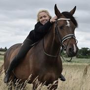 Dansk Varmblod Catinka