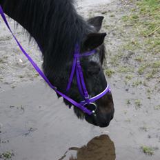 Anden særlig race Flicka