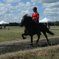 Islænder Mökkur fra Arnakke