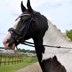 Pinto Bakkegaardens Montoya
