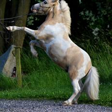 Amerikansk Miniature Birchwood UK Remarkable Ranger