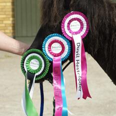 Anden særlig race Søndervangs Zita