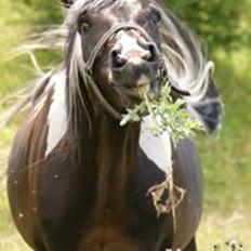 Pinto Lyvang's magic *himmelhest*