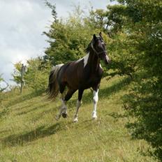 Pinto Lyvang's magic *himmelhest*