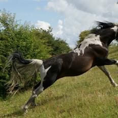 Pinto Lyvang's magic *himmelhest*