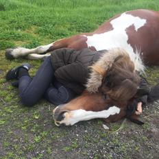 Irish Cob Crossbreed South Lady View<3