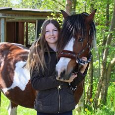 Irish Cob Crossbreed South Lady View<3