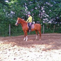 Dansk Varmblod Queenie t.