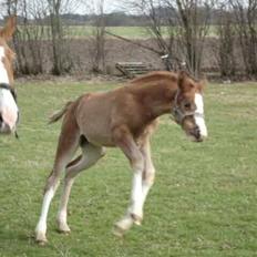 Dansk Varmblod Queenie t.