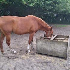 Dansk Varmblod Queenie t.