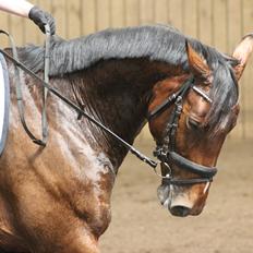 Dansk Varmblod Overgaards Victoria