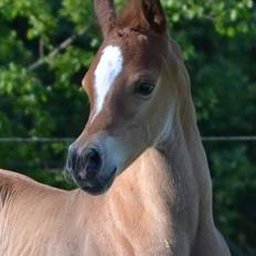 Arabisk fuldblod (OX) AWA Waseem