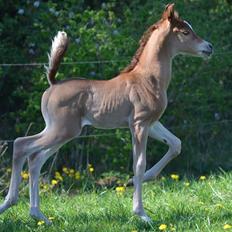 Arabisk fuldblod (OX) AWA Waseem