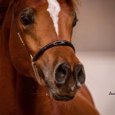 Arabisk fuldblod (OX) AWA Waseem