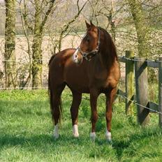 Arabisk fuldblod (OX) Aiko OX