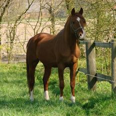 Arabisk fuldblod (OX) Aiko OX