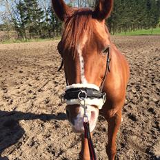 Arabisk fuldblod (OX) Aiko OX