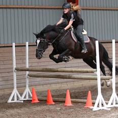 Welsh Cob (sec D) Esceifiog Anita 