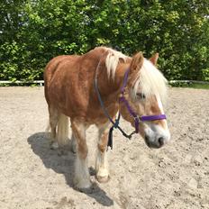 Tyroler Haflinger Asterix 