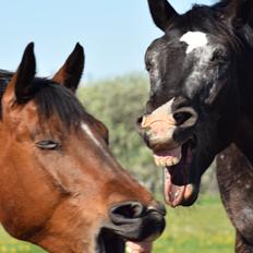 Anden særlig race *solgt*Møgelvangs amadeus