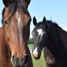 Anden særlig race *solgt*Møgelvangs amadeus