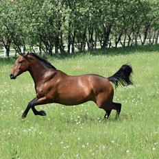 Anden særlig race *solgt*Møgelvangs amadeus
