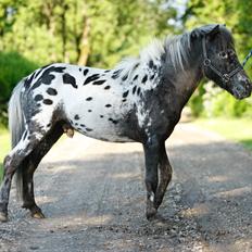 Knabstrupper Kragheredens Jaming Blue Boy