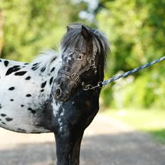 Knabstrupper Kragheredens Jaming Blue Boy