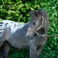 Knabstrupper Kragheredens Master of Passion