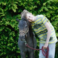 Knabstrupper Kragheredens Master of Passion