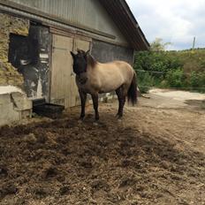 Anden særlig race Carla (Solgt)