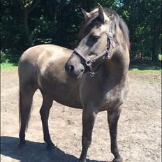 Anden særlig race Carla (Solgt)