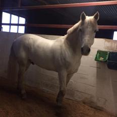 Connemara teglstrups prince koheilan