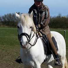 Connemara teglstrups prince koheilan