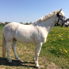 Connemara teglstrups prince koheilan