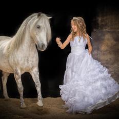 Welsh Mountain (sec A) Porsche