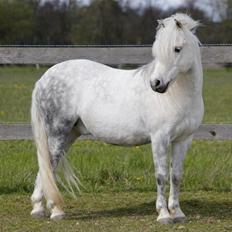 Welsh Mountain (sec A) Porsche