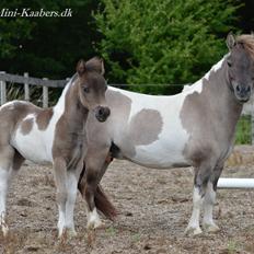 Miniature NKG's Miss Savannah by Comanche