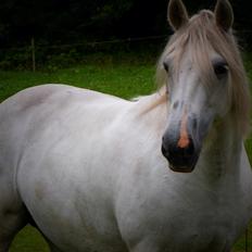 Irish Cob Tøsen